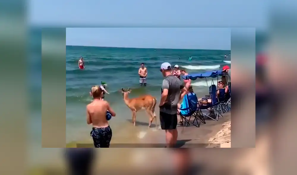 Bañistas se encuentran 'cara a cara' con ciervo dentro de playa.