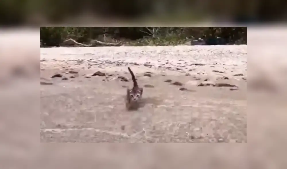 Facebook: Joven enseña a su gato a nadar utilizando un sensacional truco para que no le tema al agua [VIDEO]
