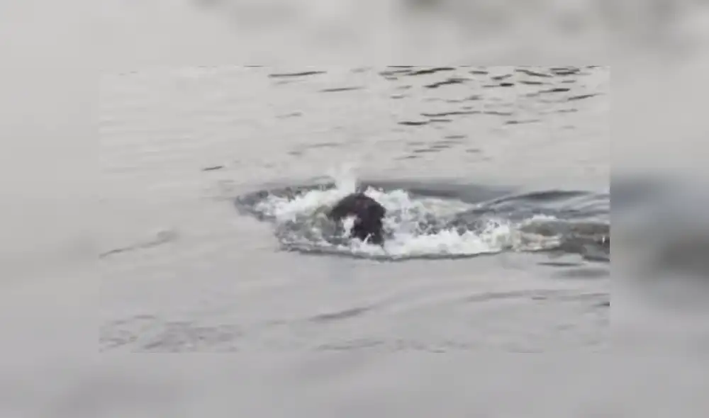León cruza río lleno de voraces cocodrilos, sin sospechar que sería mordido por la espalda [VIDEO]