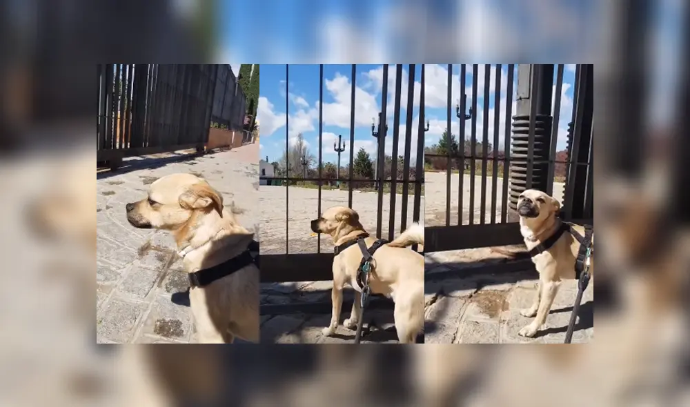 Desliza para ver los detalles del video viral publicado en Facebook. Foto: Captura.