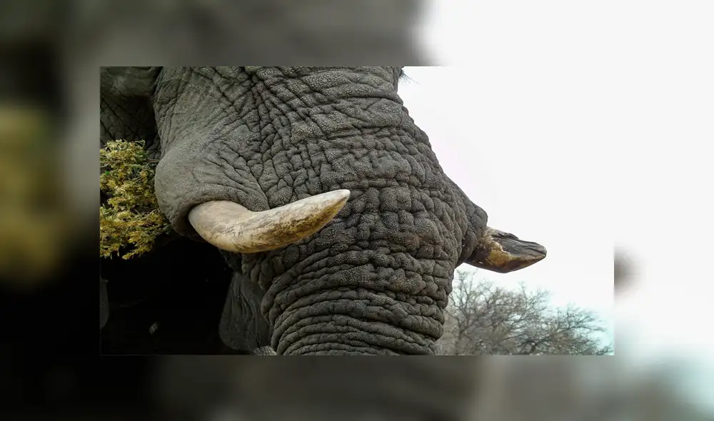 Cazadores matan por error a elefante utilizado en una investigación científica Cazadores matan por error a elefante utilizado en una investigación científica