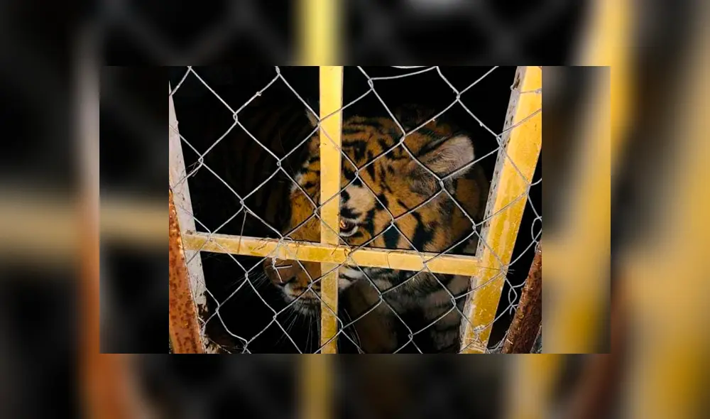 Seis tigres fueron abandonados en jaulas llenas de excremento y sin alimento [VIDEO]