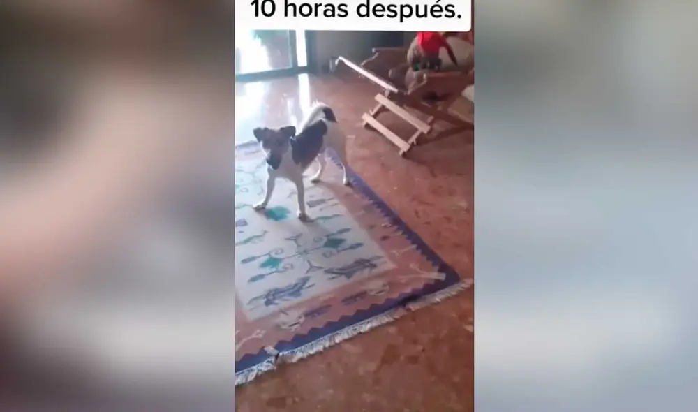 Desliza las imágenes para ver algunas escenas de la intervención que se hizo para ayudar a este travieso can. Foto: captura de TikTok/@rafaelarturo50