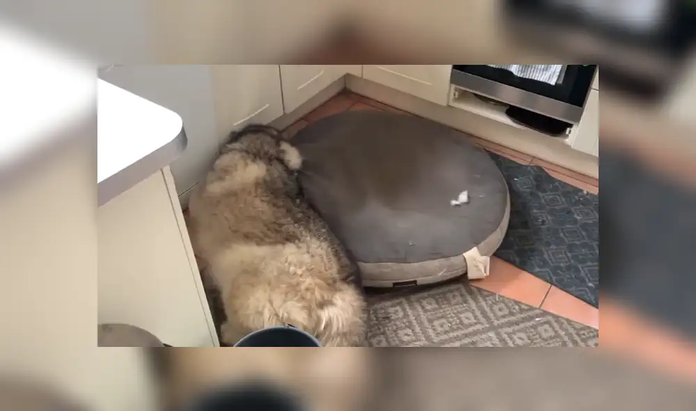 A través de YouTube se hizo viral el momento en que un perro le gruñe a su dueño por intentar despertarlo.