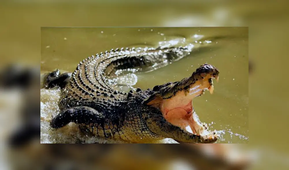 El hombre incumplió la cuarentena para ir a pescar al río Nyabarongo, cuando fue devorado por un cocodrilo. (Foto: Referencial)