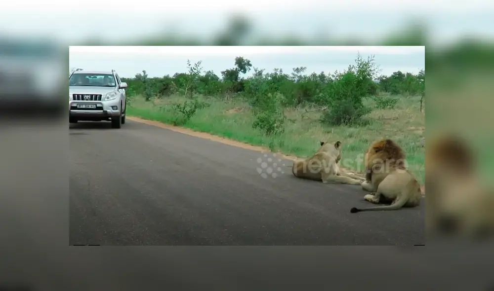 En YouTube se viralizó la reacción de león con turista que hacían safari.