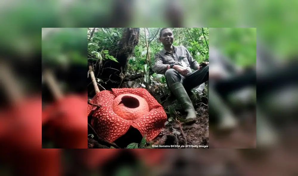 La rafflesia aldonii crece en los bosques húmedos de Indonesia y actualmente está en peligro de extinción.