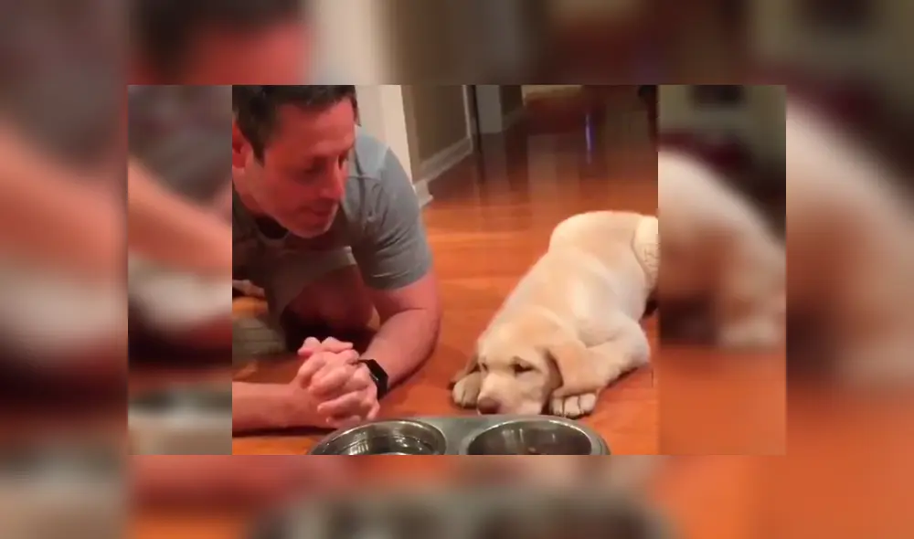 El can se ha ganado la admiración de miles de usuarios en Facebook con su peculiar comportamiento