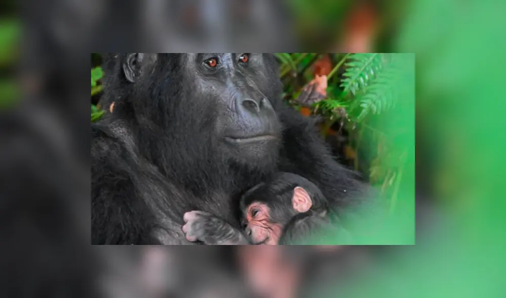 Gorila de montaña Gorila de montaña