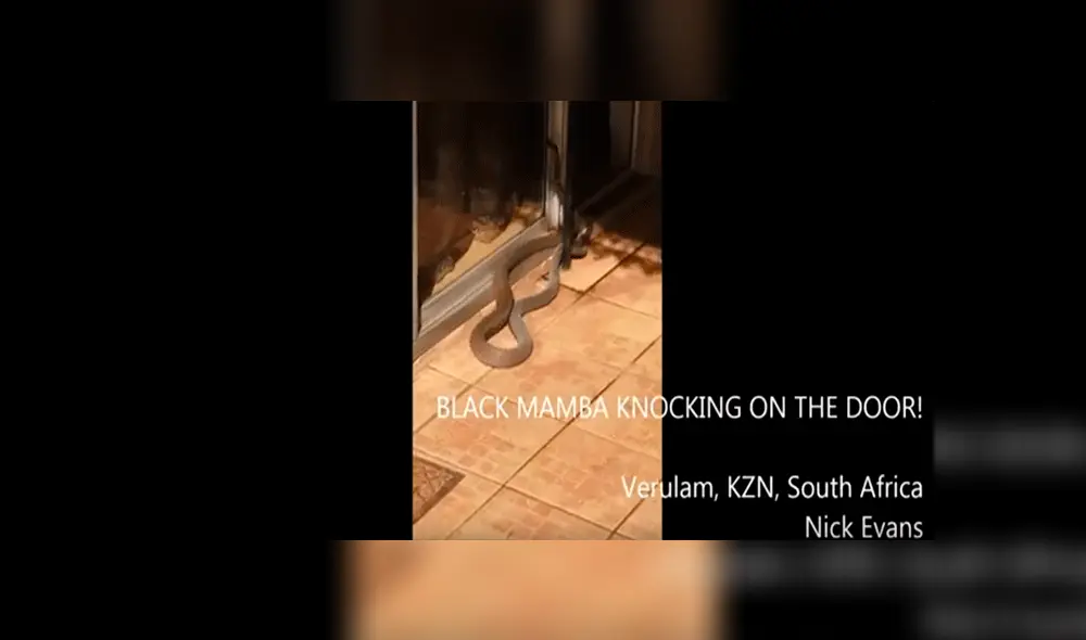 Un hecho que estremeció a una familia de Sudáfrica viene siendo viral en YouTube recientemente, debido a la peligrosa protagonista. Un hecho que estremeció a una familia de Sudáfrica viene siendo viral en YouTube recientemente, debido a la peligrosa protagonista.