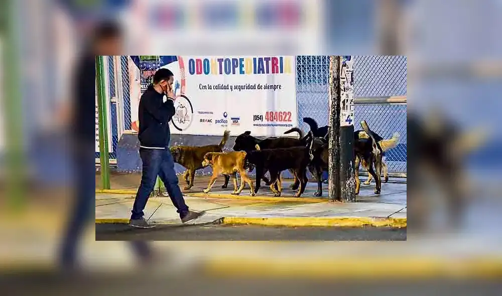 Arequipa: Desde el 2016 diez mil personas fueron mordidas por perros Arequipa: Desde el 2016 diez mil personas fueron mordidas por perros