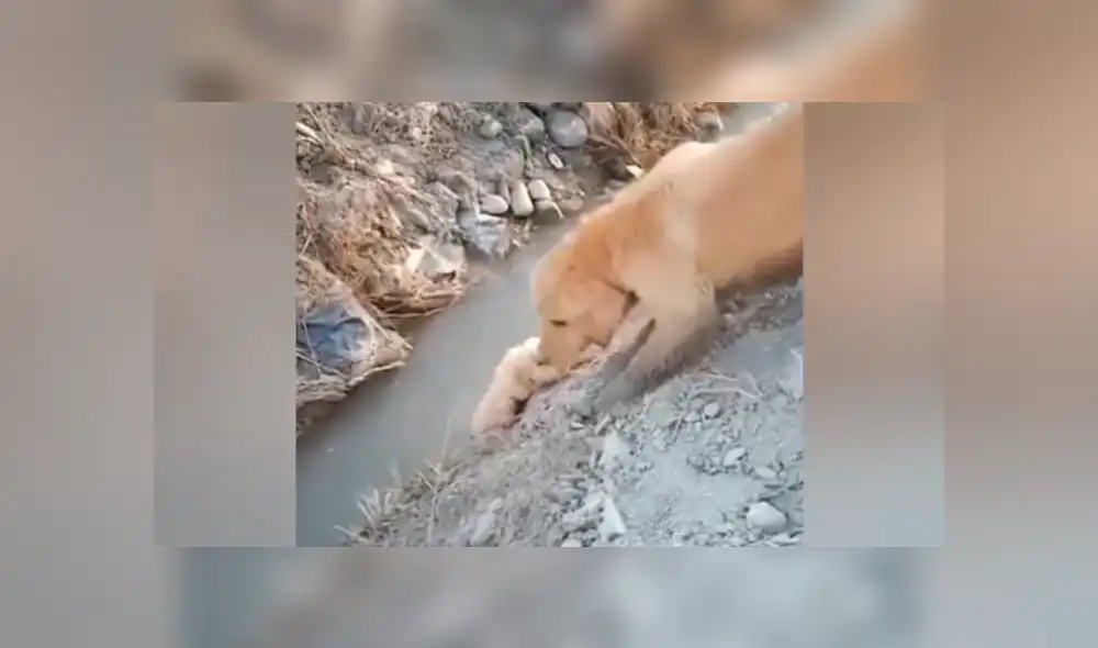 YouTube viral: perrito estaba a punto de caer, pero su mamá se arriesga para salvarlo [VIDEO]