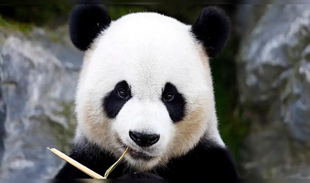China construye planta de energía solar con forma de panda 