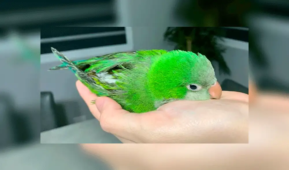 La pequeña ave fue adoptada por la familia de Hiro. Fuente: Twitter.