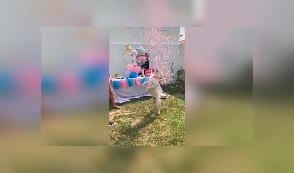 Desliza las imágenes para apreciar la acción de un perro para que sus dueños conozcan el sexo de su bebé. Fotocaptura: Facebook. Desliza las imágenes para apreciar la acción de un perro para que sus dueños conozcan el sexo de su bebé. Fotocaptura: Facebook.