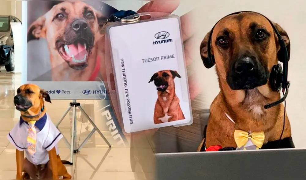 Tucson Prime fue contratado por una sucursal de Hyundai en Brasil en 2020 y continúa laborando ahí. Foto: Composición LR/Instagram/tucson_prime.