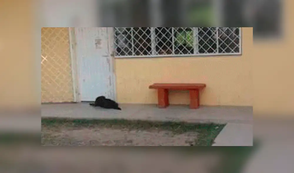 Facebook viral: inteligente perro acompaña a su dueño a su primer día de escuela [FOTOS]