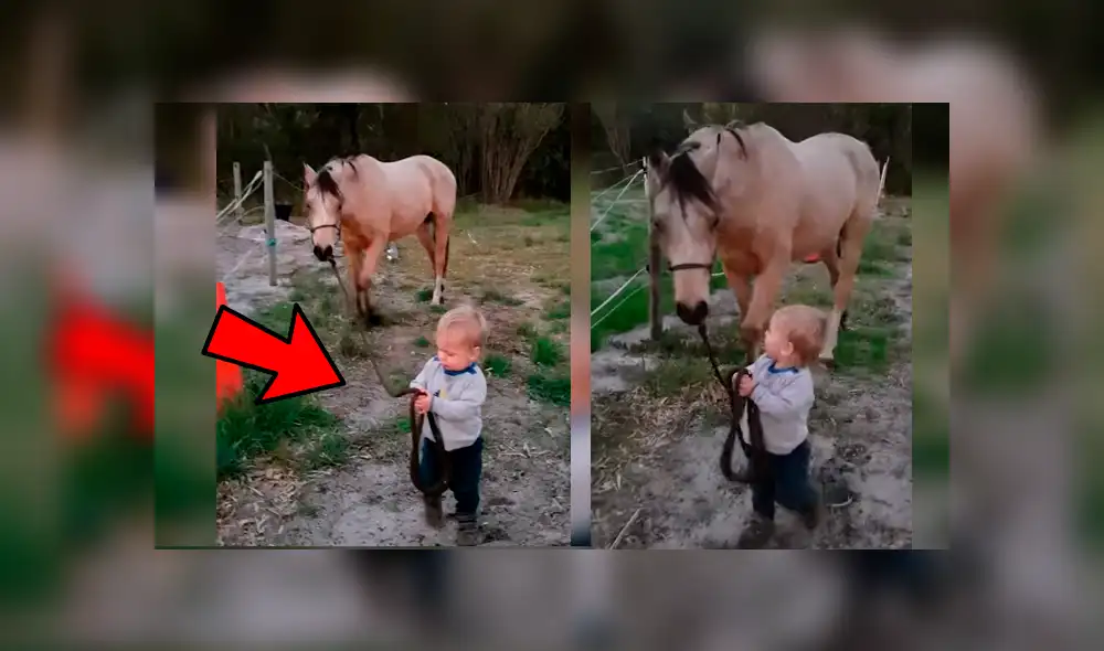 Video viral de YouTube muestra el singular momento en que un bebé guía a un enorme caballo sin temor alguno