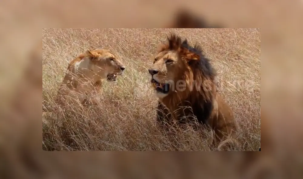Turistas tienen impensado encuentro con feroces leones de África. Turistas tienen impensado encuentro con feroces leones de África.