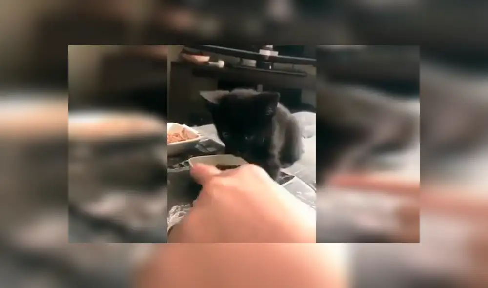 En Facebook, un chico quedó sorprendido con la reacción de su gato cuando este imaginó que le iba arrebatar sus alimentos. En Facebook, un chico quedó sorprendido con la reacción de su gato cuando este imaginó que le iba arrebatar sus alimentos.