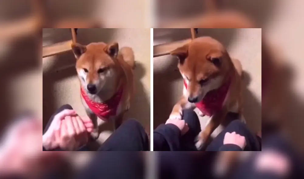 En Facebook, un perro perdió jugando con su dueño al querer encontrar un trozo de comida y conmovió con su reacción. En Facebook, un perro perdió jugando con su dueño al querer encontrar un trozo de comida y conmovió con su reacción.