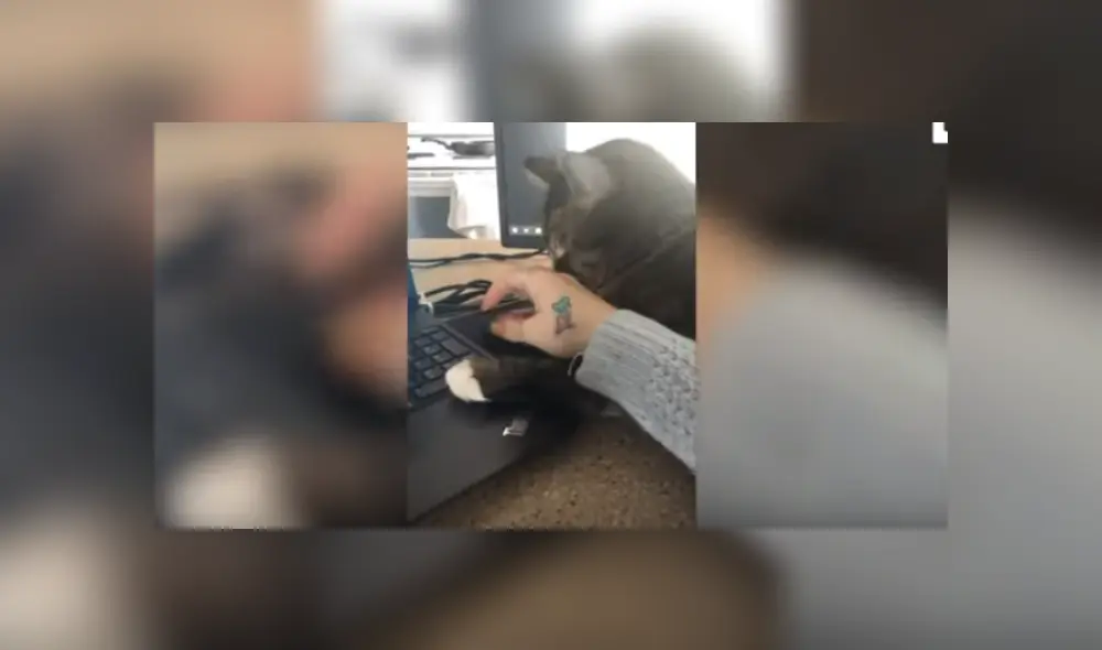 Video es viral en TikTok. El felino se colocó al costado de su dueña y adoptó un peculiar comportamiento para impedir que esta continúe trabajando. Video es viral en TikTok. El felino se colocó al costado de su dueña y adoptó un peculiar comportamiento para impedir que esta continúe trabajando.