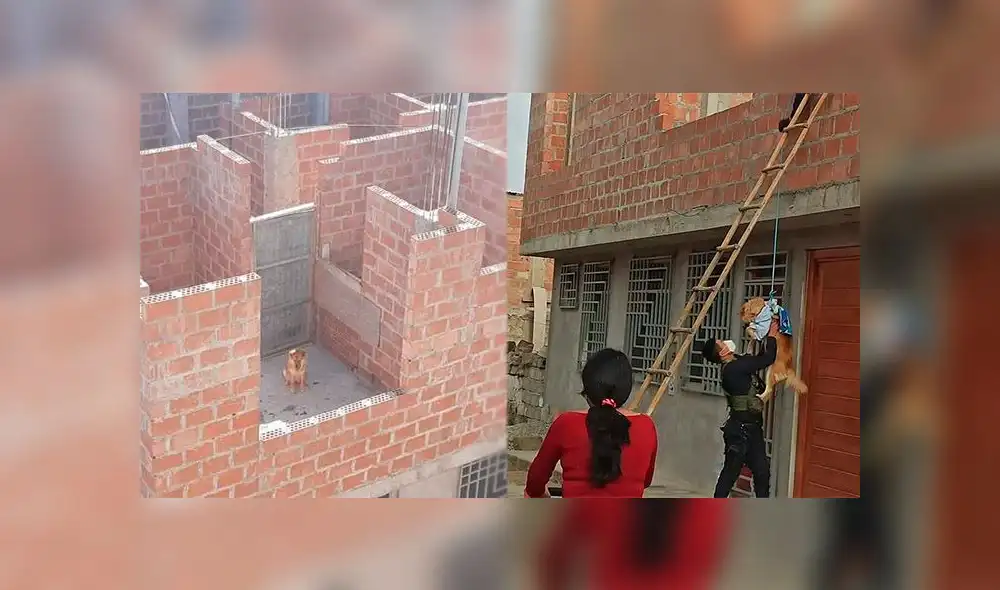 Encontraron a la mascota atada en el techo, en un cuarto de ladrillos a medio construir. Encontraron a la mascota atada en el techo, en un cuarto de ladrillos a medio construir.
