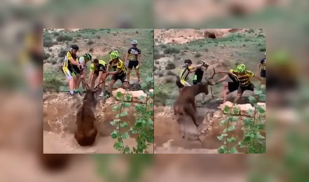 Los deportistas andaban por el lugar y no dudaron parar para rescatar al ciervo. Foto: Captura/Youtube