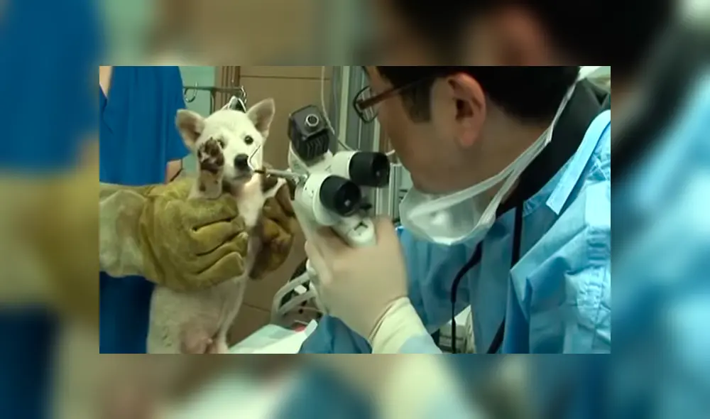 Desliza hacia la izquierda para ver el conmovedor rescate que hizo un grupo de jóvenes a dos pequeños perros callejeros. El video es viral en YouTube.