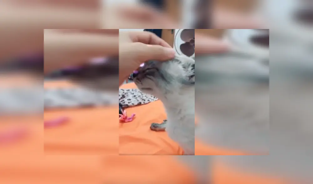 Desliza las imágenes hacia la izquierda para conocer la amorosa acción de una joven con su gato con discapacidad. Fotocaptura: TikTok. Desliza las imágenes hacia la izquierda para conocer la amorosa acción de una joven con su gato con discapacidad. Fotocaptura: TikTok.