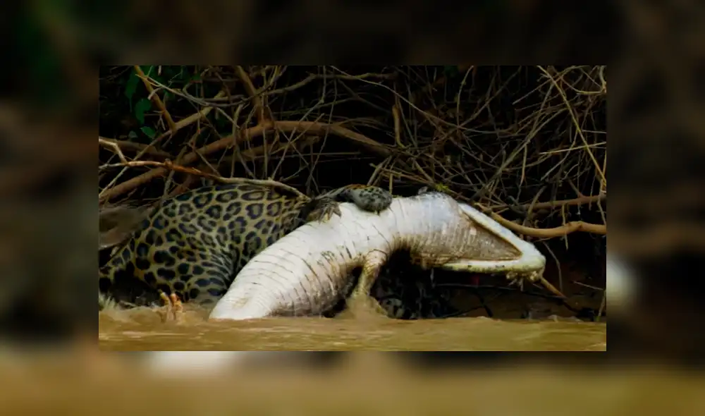 YouTube viral: Jaguar se pelea con gigantesco cocodrilo en lago y desenlace es trágico [VIDEO] 