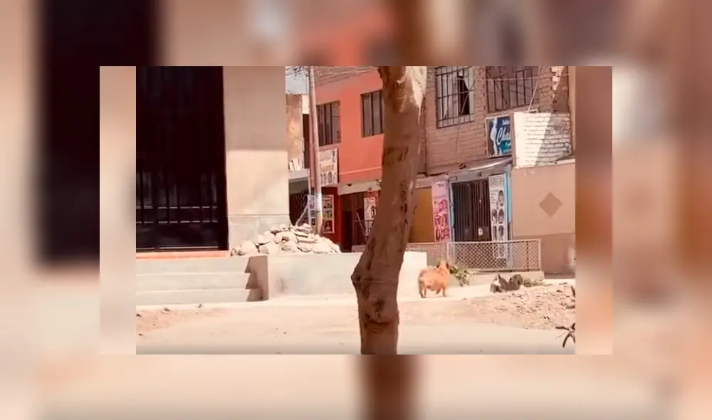 Desliza las imágenes para apreciar la noble acción de unos perros para ayudar en las labores a su dueña.