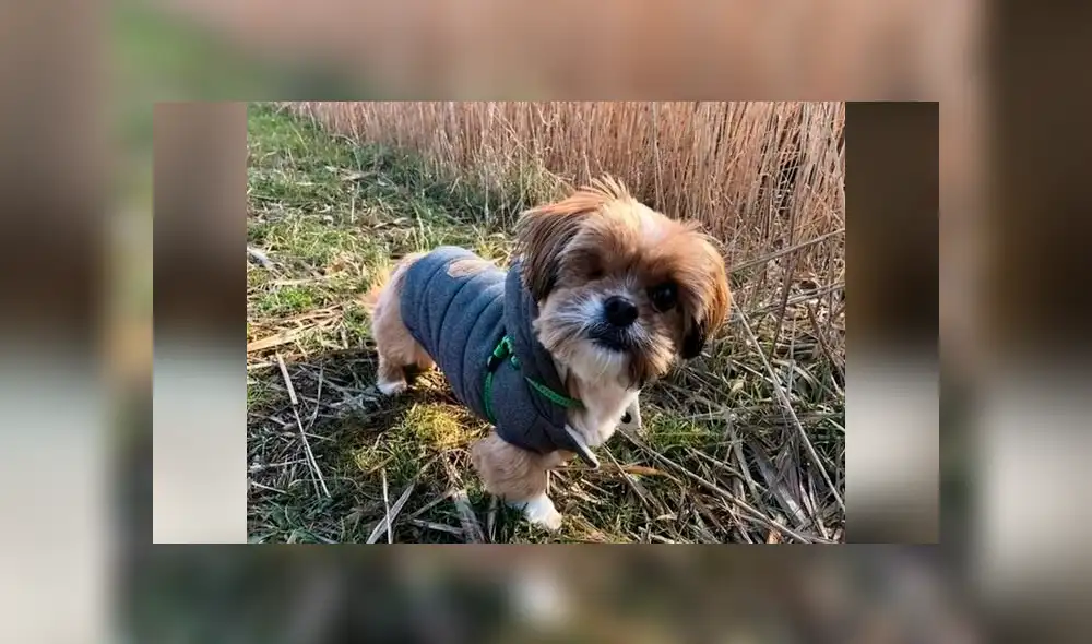 Facebook viral: mujer rescata a perro, le cura sus heridas y ahora tiene un cambio radical [FOTOS]