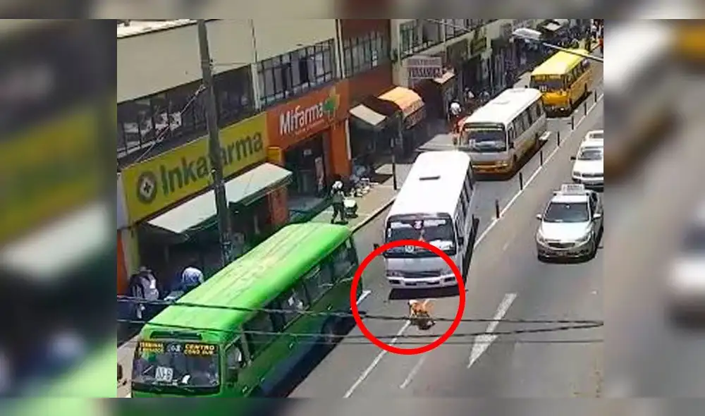 Sancionaron a chofer que atropelló a perro "Gringasho" a propósito en Tacna