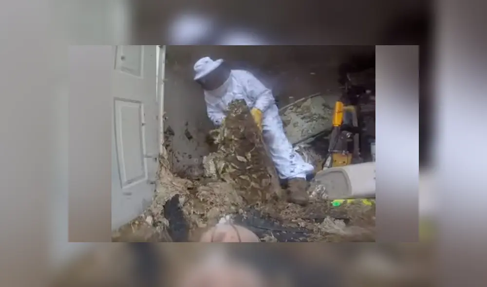 Hombre se topa con miles de avispones gigantes y saca letal nido de casa abandonada [VIDEO]