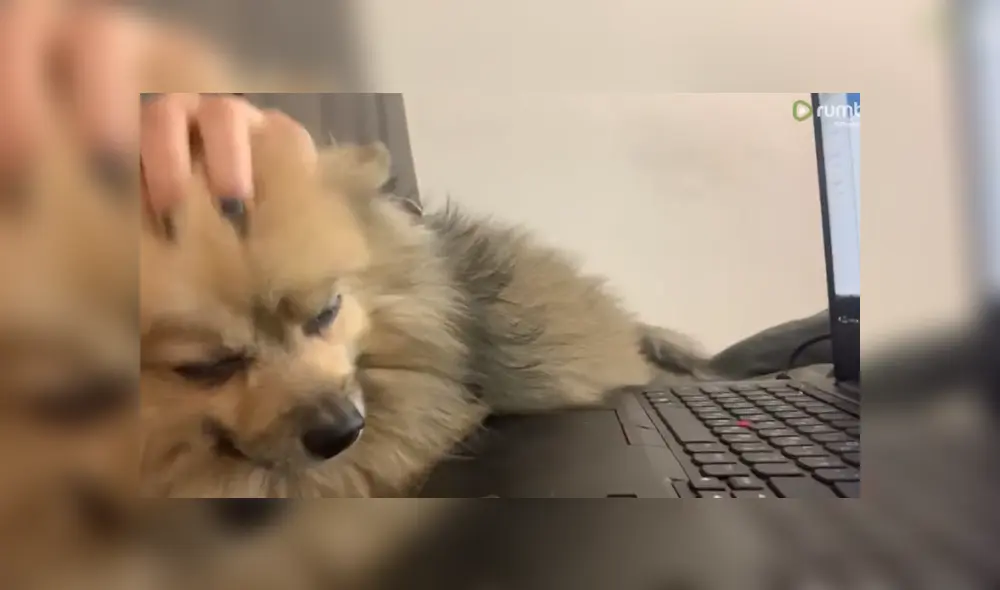 A través de YouTube se hizo viral el momento en que una mujer es interrumpida por su perro en medio de su teletrabajo. A través de YouTube se hizo viral el momento en que una mujer es interrumpida por su perro en medio de su teletrabajo.