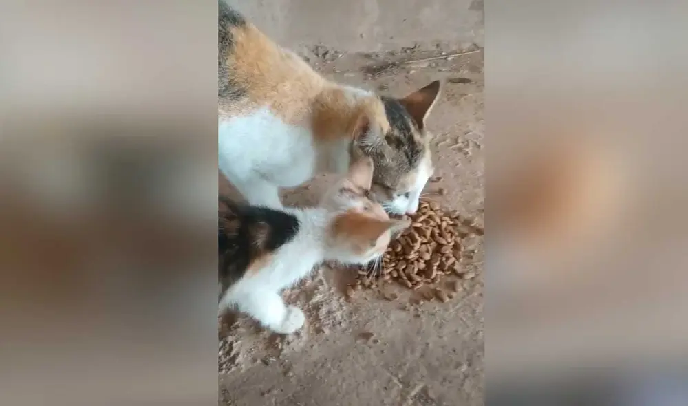 Desliza las imágenes para ver la increíble reacción de estos gatitos al probar alimento luego de varios días de pasar hambre. Foto: captura de TikTok/curhatan_mpus
