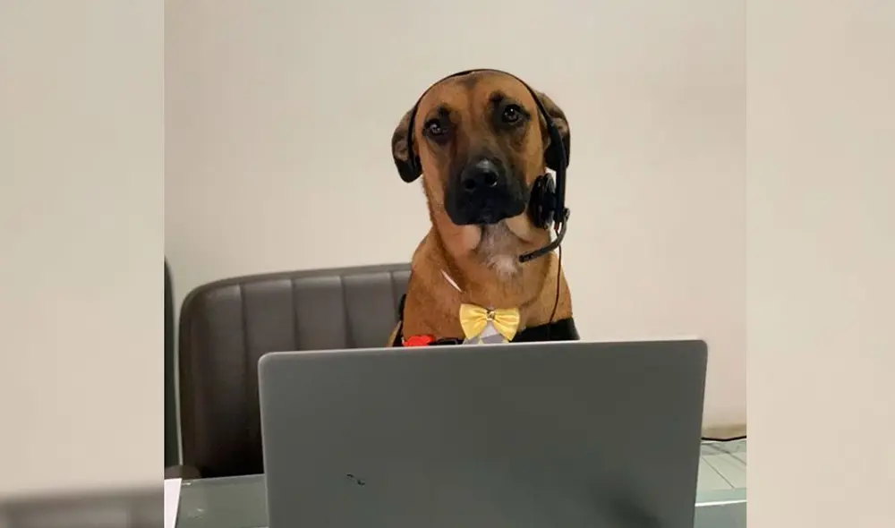 'Tucson Prime' es toda una celebridad en Brasil y demás países sudamericanos. Foto: Instagram/tucson_prime