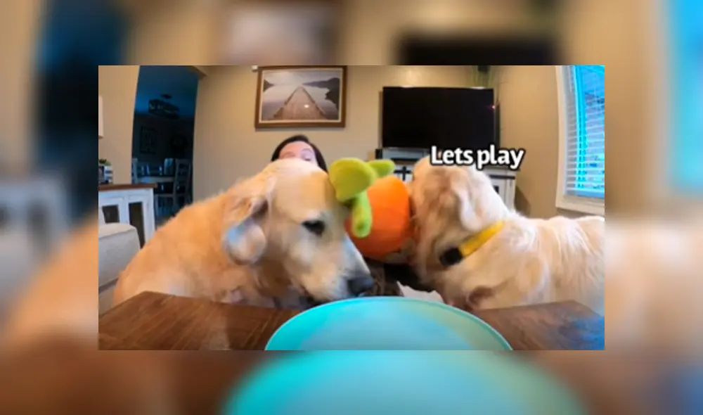 Facebook viral: mujer ‘trolea’ a sus perros con comida ‘invisible’ y estos tiene peculiar reacción al descubrir el engaño