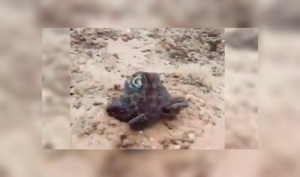 En YouTube, un hombre persiguió al enorme animal marino para atraparlo y quedó impresionado cuando vio su habilidad de ocultarse en el agua. En YouTube, un hombre persiguió al enorme animal marino para atraparlo y quedó impresionado cuando vio su habilidad de ocultarse en el agua.