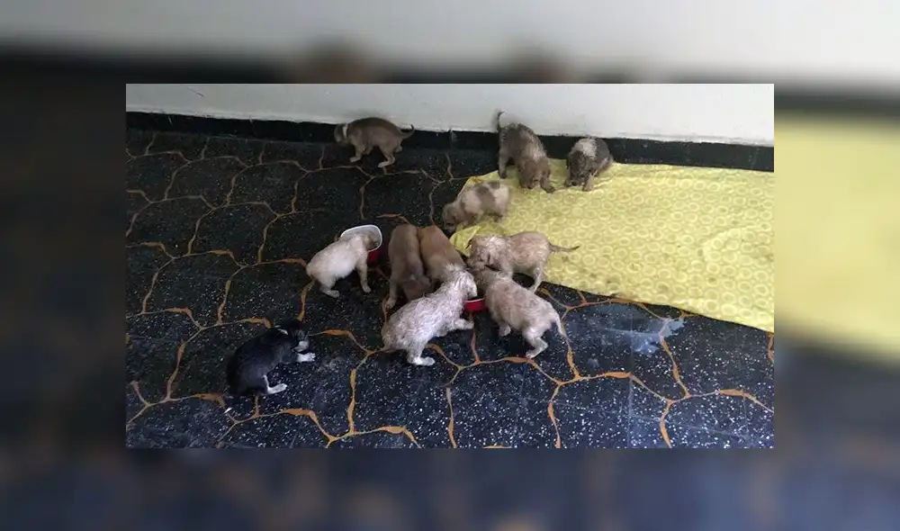 Once cachorros recién nacidos fueron abandonados en bolsas de basura [FOTOS Y VIDEO]