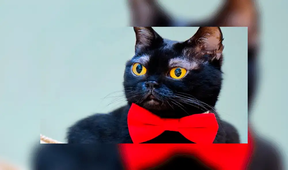 El gato sorprende a sus fanáticos con los más variados looks. Foto: corneliuscornbreadchronicles / Instagram. El gato sorprende a sus fanáticos con los más variados looks. Foto: corneliuscornbreadchronicles / Instagram.