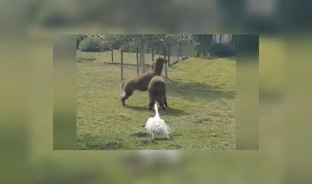 YouTube viral: Ganso irrumpe pelea de llamas y les da severa lección [VIDEO] 