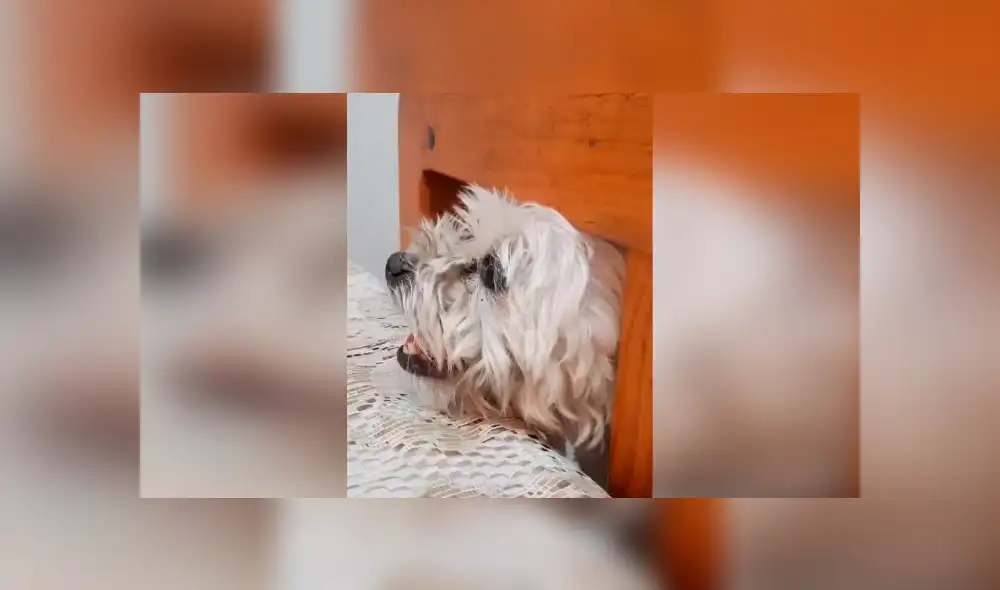 Desliza las imágenes hacia la izquierda para apreciar la terrible acción de un perro al no soportar el hambre. Foto: Captura.