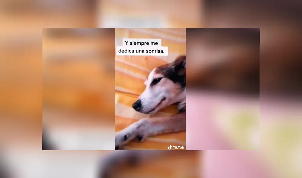 Desliza las imágenes para ver la emotiva escena entre este joven y su amado perro sordo. Foto: TikTok/Sergio Gallardo Desliza las imágenes para ver la emotiva escena entre este joven y su amado perro sordo. Foto: TikTok/Sergio Gallardo