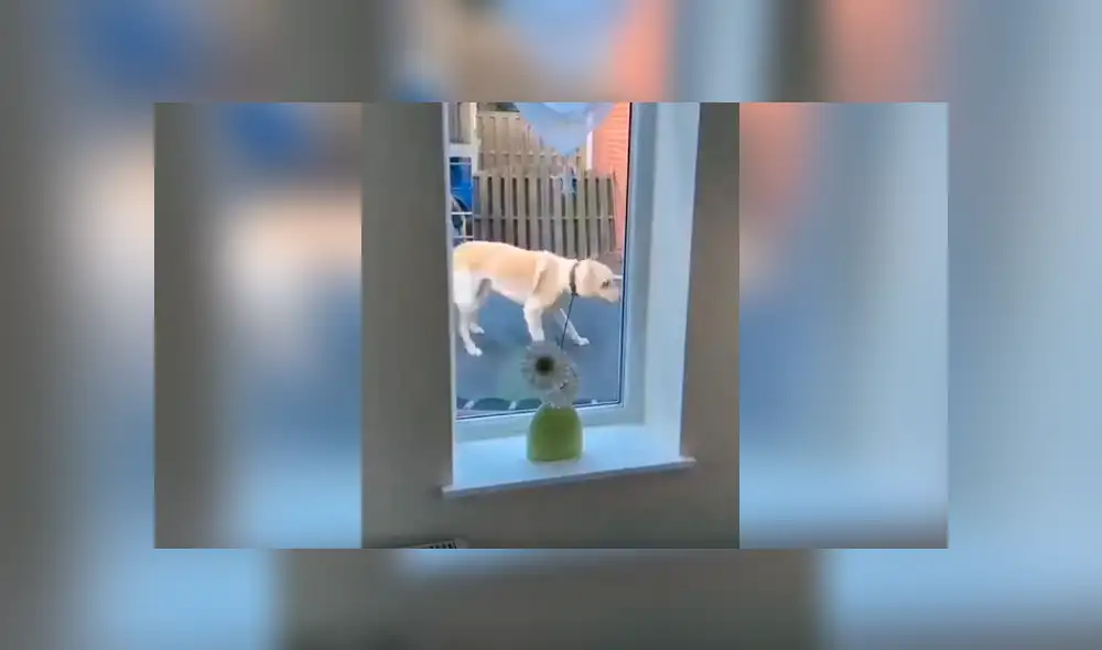 Desliza las imágenes para descubrir la travesura que cometieron un perro junto a un niño en la ausencia de su dueña. Desliza las imágenes para descubrir la travesura que cometieron un perro junto a un niño en la ausencia de su dueña.