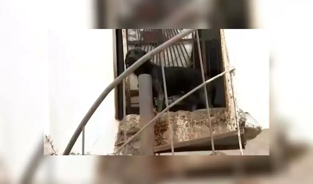 Denuncian que perro vive maltratado en casa de Villa El Salvador. Créditos: Captura ATV+.