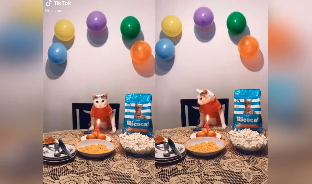 Desliza las imágenes para ver la curiosa escena que protagonizó este gatito y su dueña. Fotocaptura: Milagros Calderon /TikTok