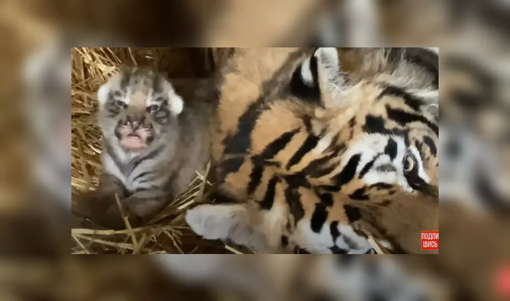 Desliza hacia la izquierda para ver las imágenes del viral de Facebook. Desliza hacia la izquierda para ver las imágenes del viral de Facebook.