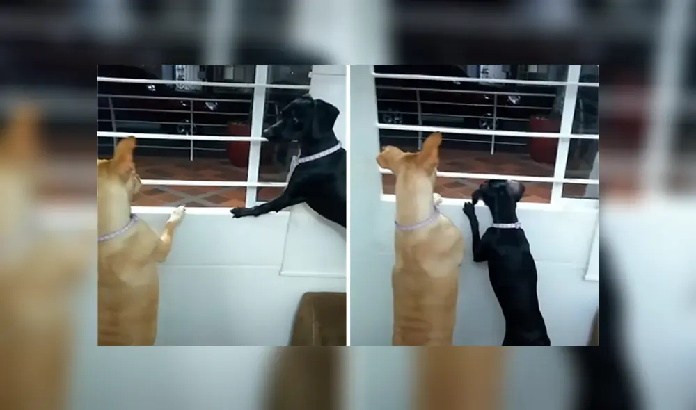 Desliza las imágenes para apreciar la divertida reacción de unos perros tras escuchar gritos afuera de su casa. Desliza las imágenes para apreciar la divertida reacción de unos perros tras escuchar gritos afuera de su casa.